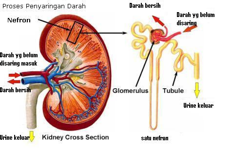 biologi donbosco3 SISTEM EKSKRESI Konsep Biologiku biologi donbosco3 SISTEM EKSKRESI Konsep Biologiku