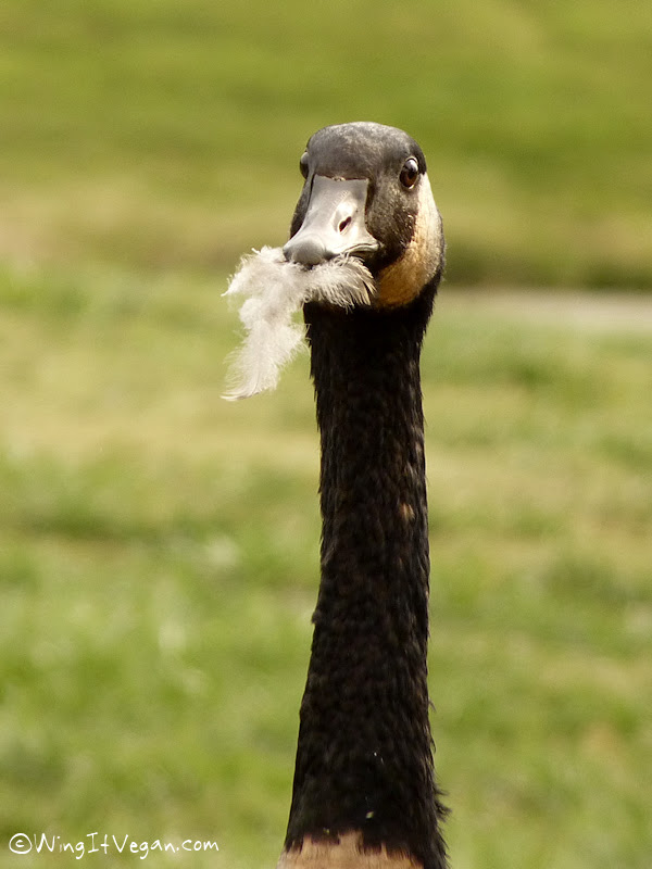 santa-goose