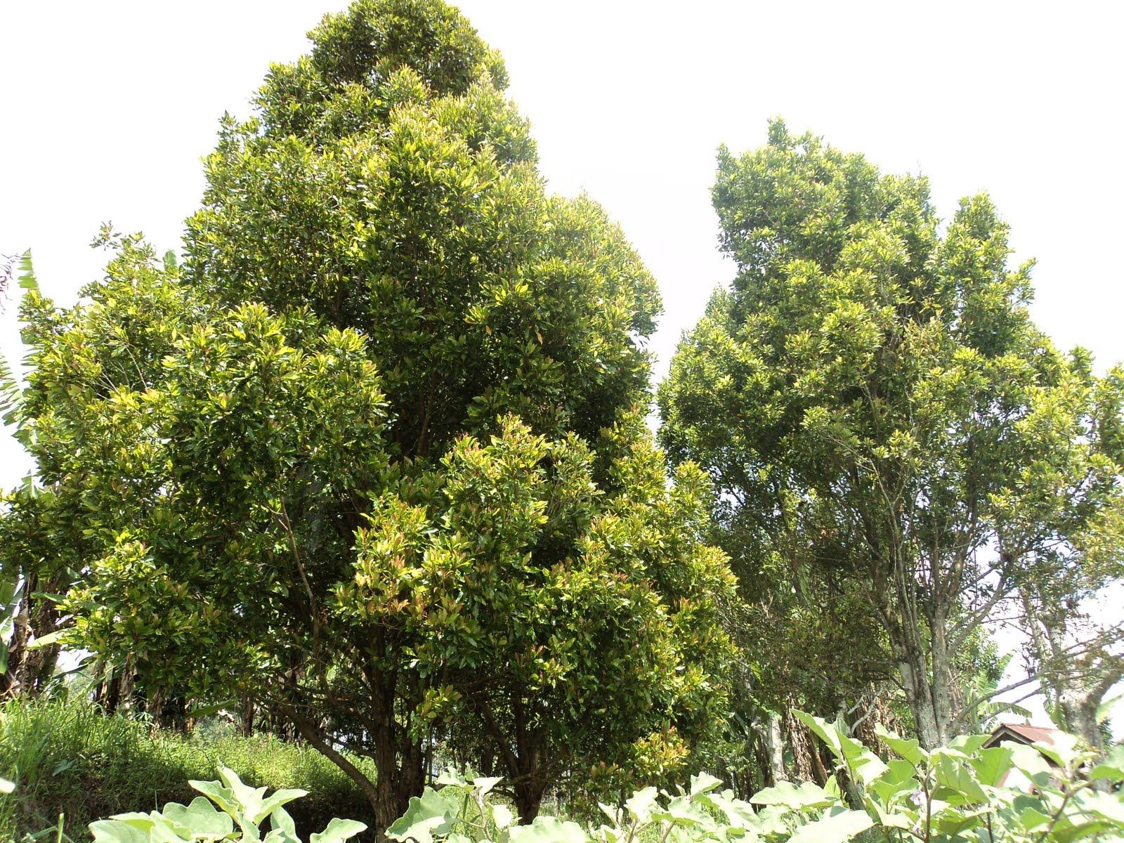 Mengenal Pohon Eboni  Manfaat dan Cara Budidaya Serta 