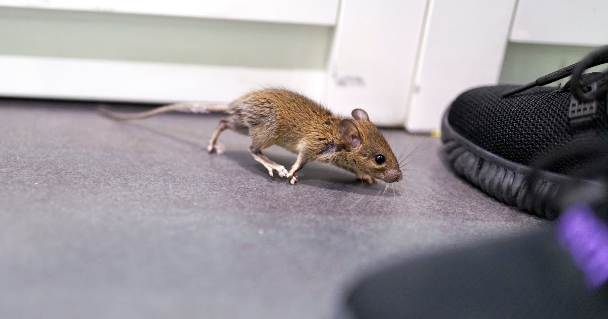 How To Get Rid Of Field Mice In Garage Garage Car