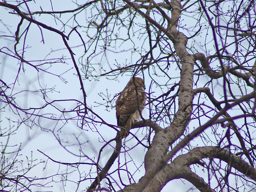 Juvenile Red-Tailed in Central Park North Woods