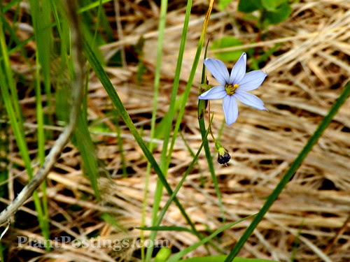 blueeyed