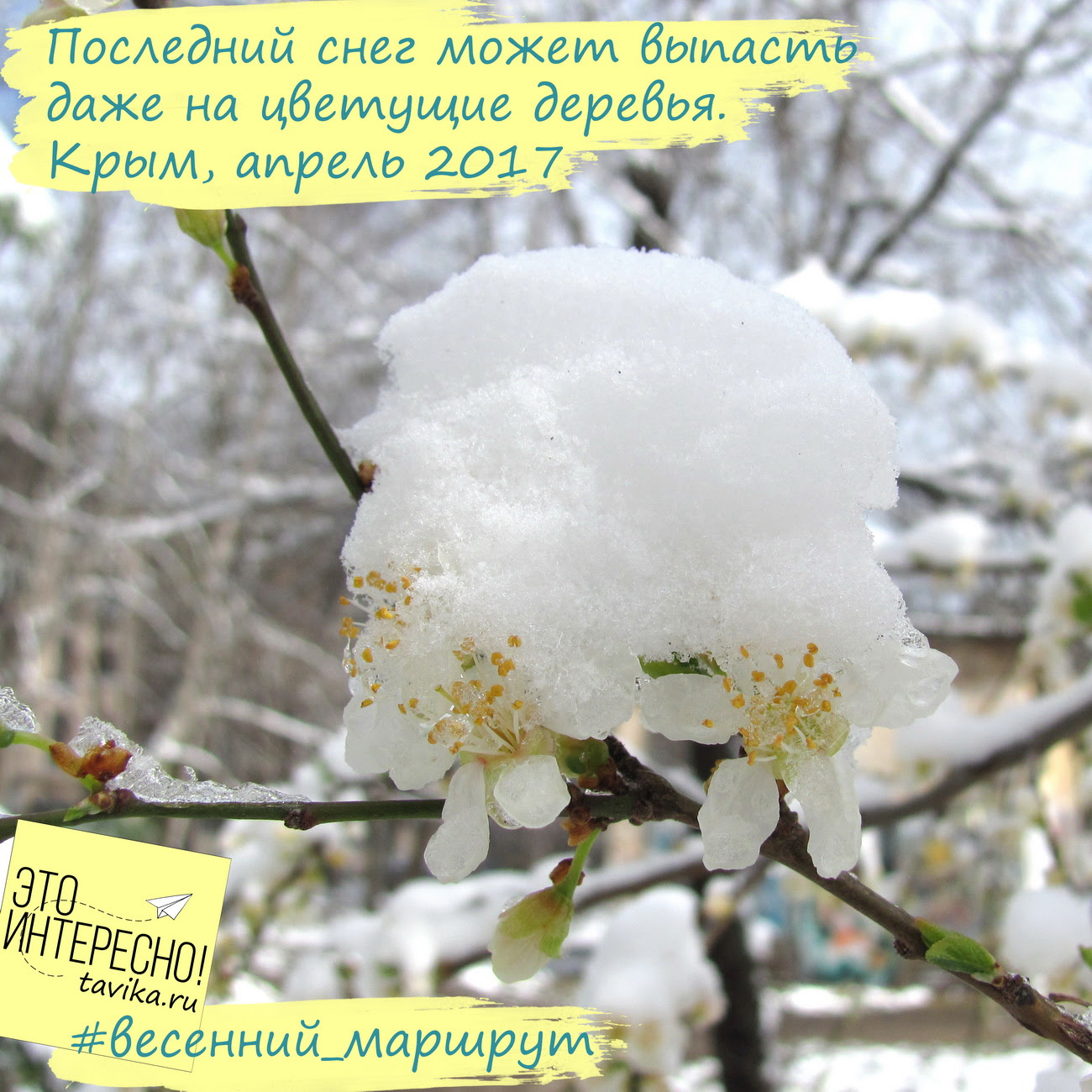 Последние  весенние заморозки в Крыму