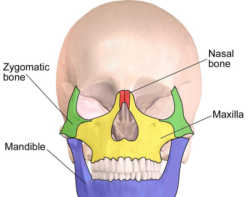 How Many Bones In The Face And Head / These two bones function in