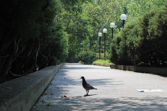 lonely New York pigeon