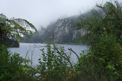 NZ 017
