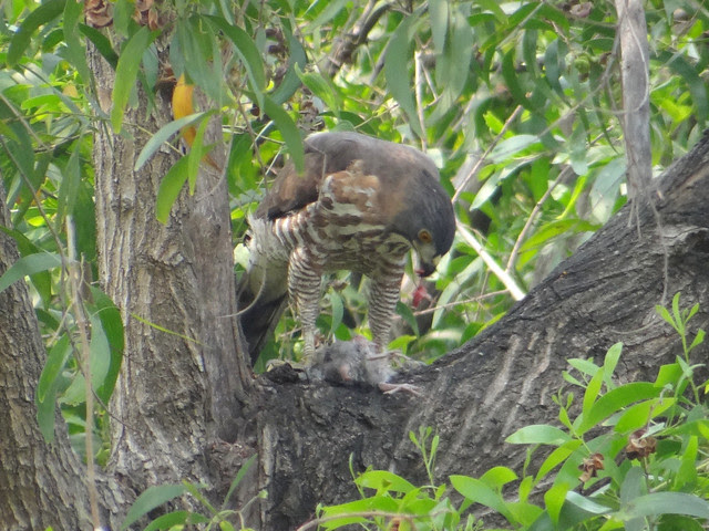 鳳頭蒼鷹/無限台南