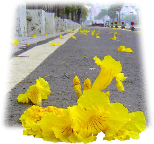 無限台南/黃花風鈴木