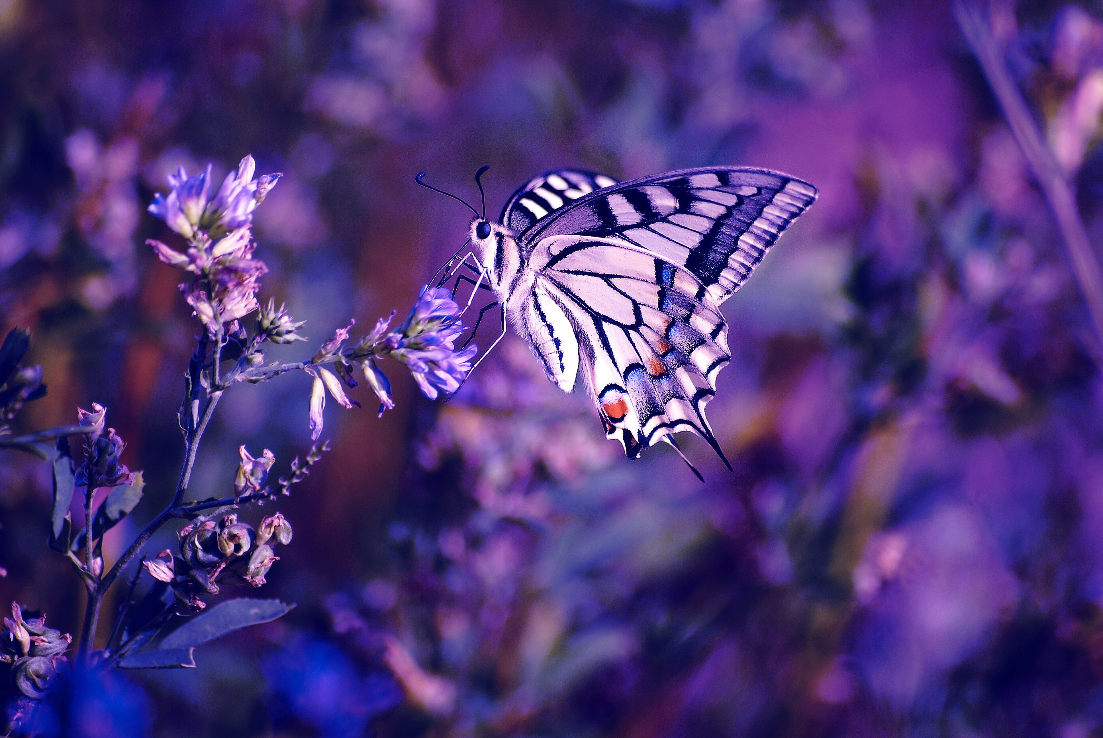 Butterfly Wallpapers, Pictures, Images