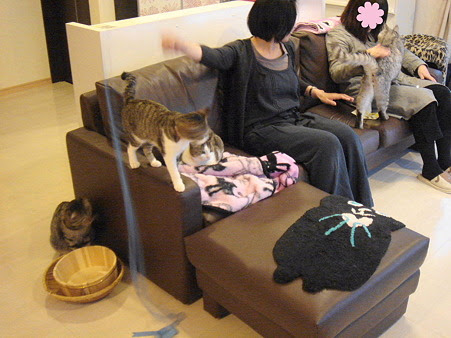 デート 猫 カフェ 100 で最高の画像
