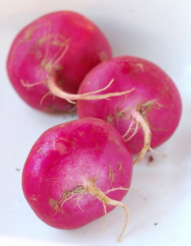 Scarlet turnips by Eve Fox, Garden of Eating blog, copyright 2012