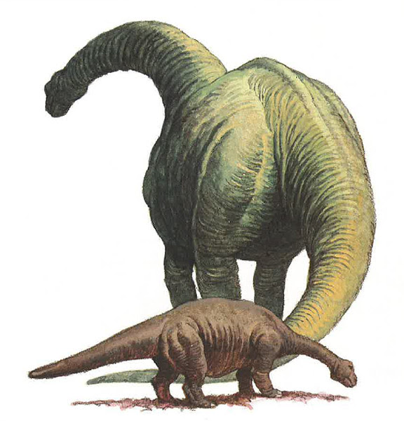 Ammosaurus