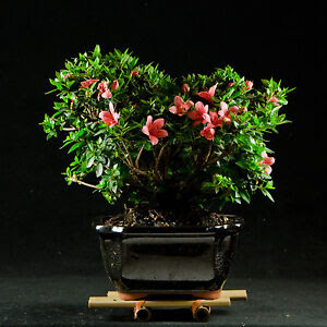 bonsai kits: Repot Satsuki Azalea Bonsai Japan