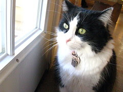 Josie looking out back