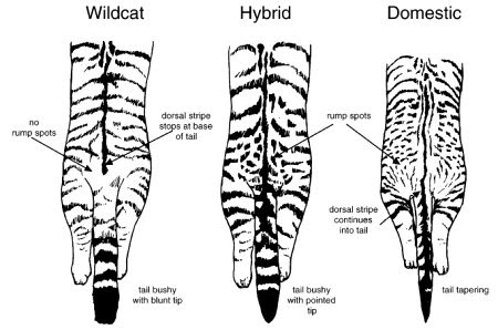 Difference between the Scottish wildcat and the domestic cat