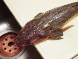 すべての花の画像 トップ100こち 魚 刺身