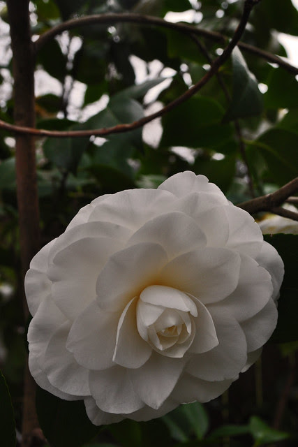 Camellia japonica 'Nuccio's Gem'
