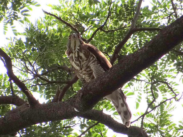 鳳頭蒼鷹/無限台南