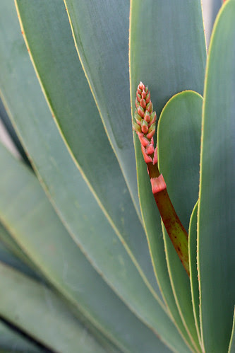 Aloe plicatilis