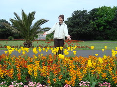 tulips in southport