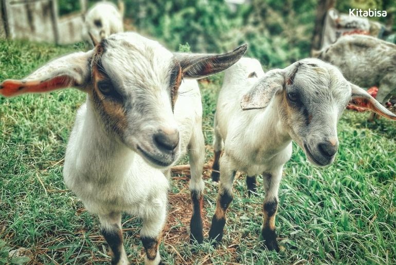 Syarat Kambing Domba Akikah Adalah Sebagai Berikut Kecuali Download File Guru