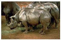 rhino