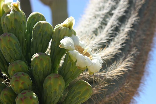 Saguaro Blossoms n buds