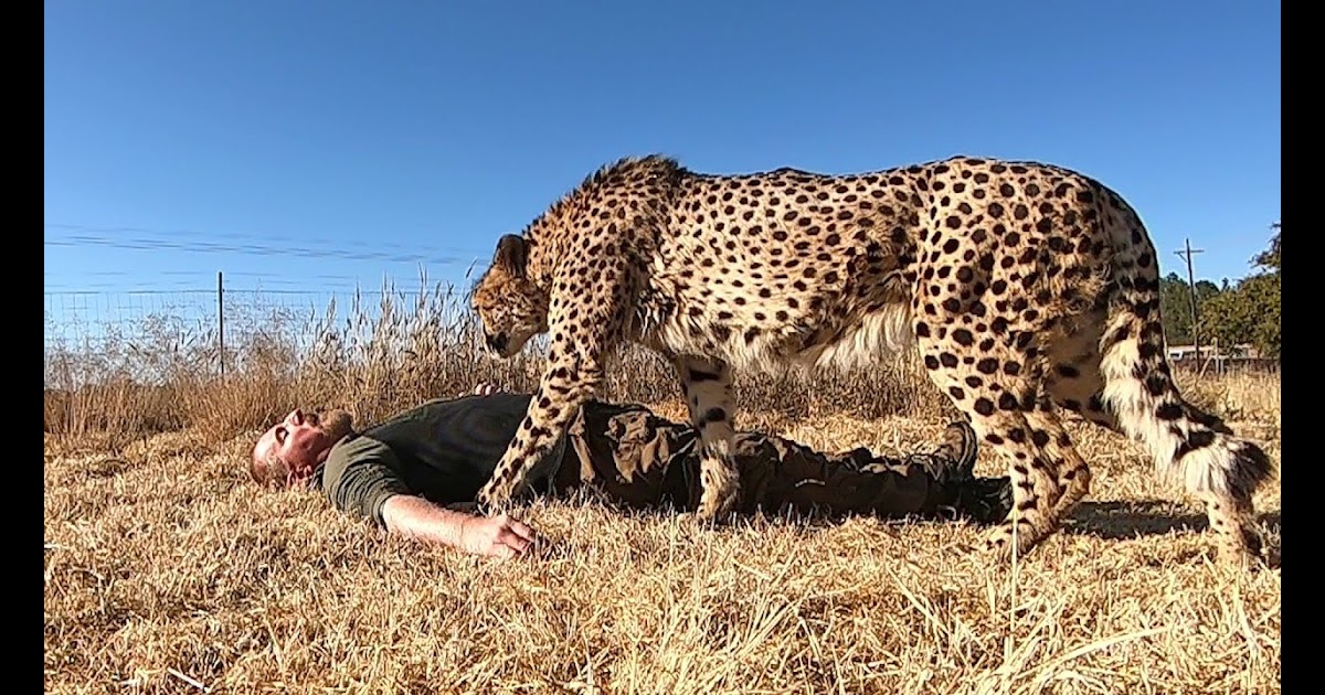 Does Cheetahs Eat Elephants - ABIEWRT
