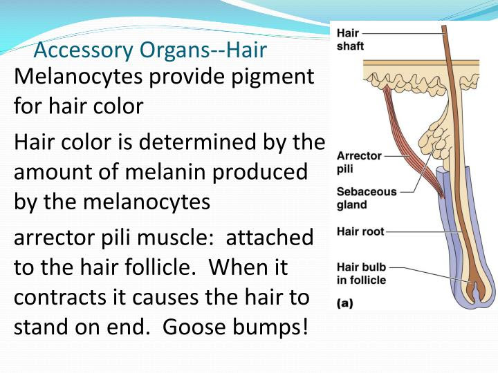 PPT - Chapter 4: Skin and Body Membranes PowerPoint ...