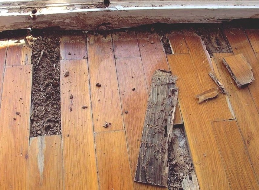 85 Amazing What Does Termite Damage Look Like On Wood - insect news