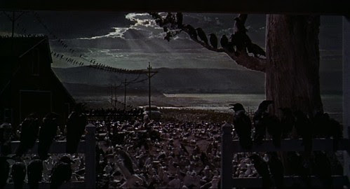 the birds 3