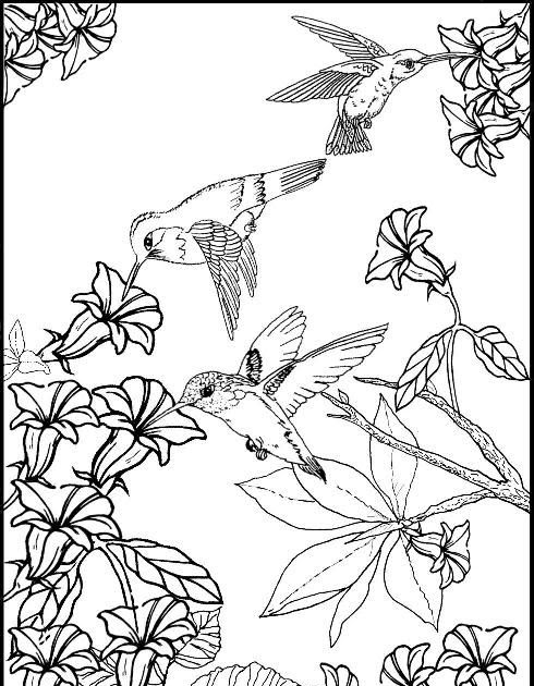 100+ Coloring Pages Hummingbirds Flowers