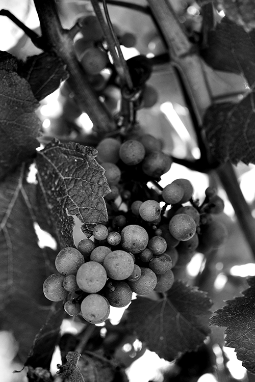 Through the Grapevine© by Haalo