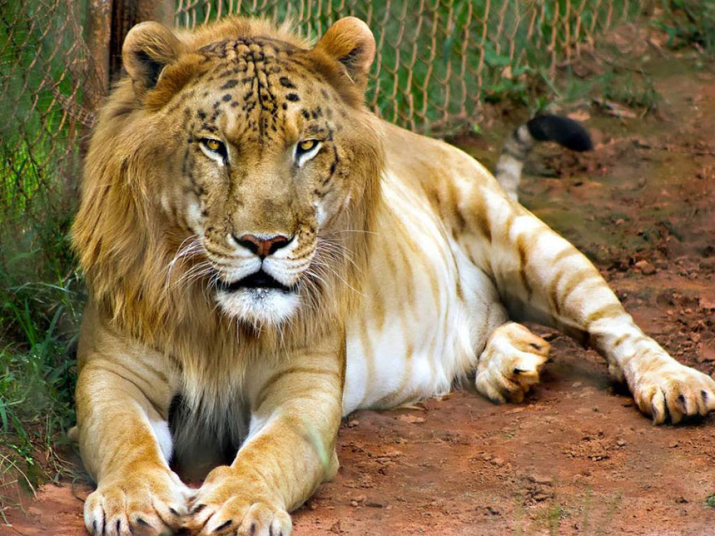 animais_hibridos 02