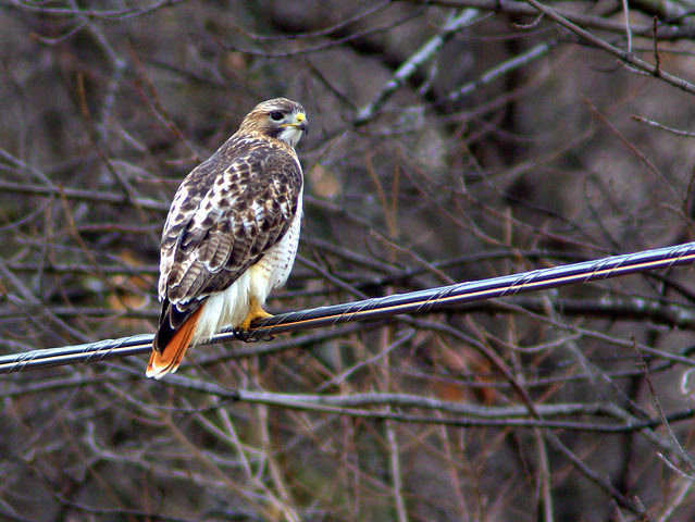 Red-tailed Hawk 20130119