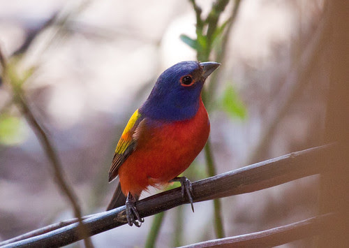 Painted Bunting
