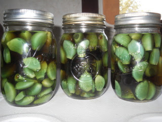 Preserving Garlic - Garlic Cloves in Apple Cider Vinegar On Day Seven