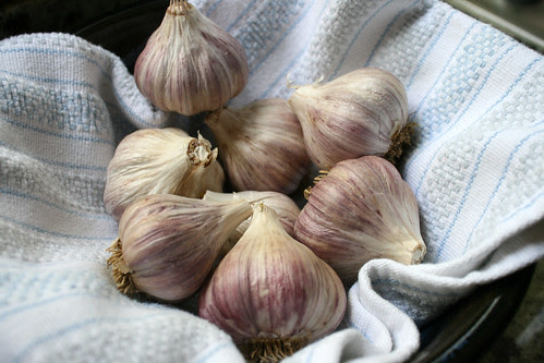 last garlic 278