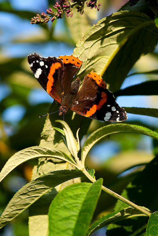 butterfly madame