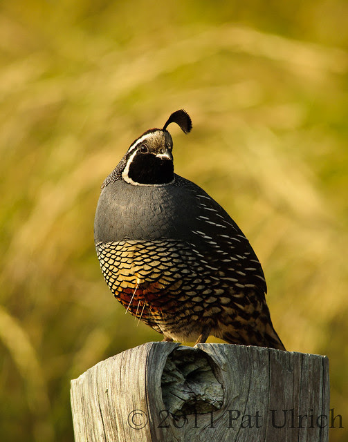 California quail in late light - Pat Ulrich Wildlife Photography