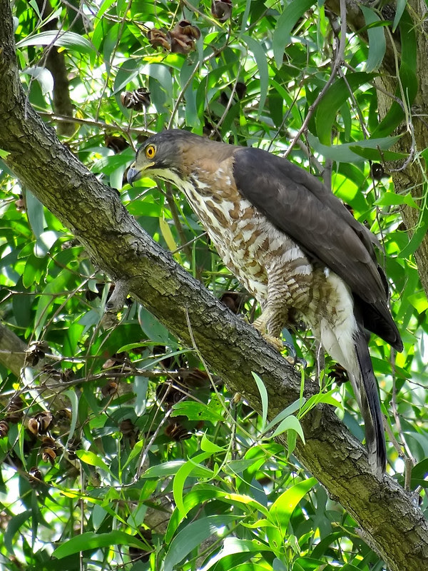 鳳頭蒼鷹/無限台南
