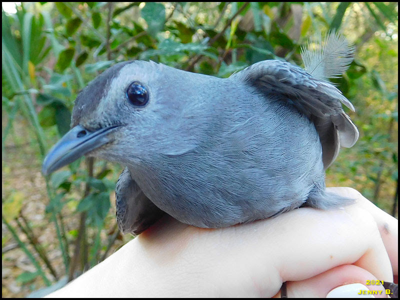 Gray Catbird Gray Catbird