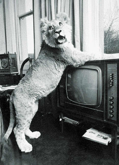Tiger feet: Christian enjoyed living in swinging London