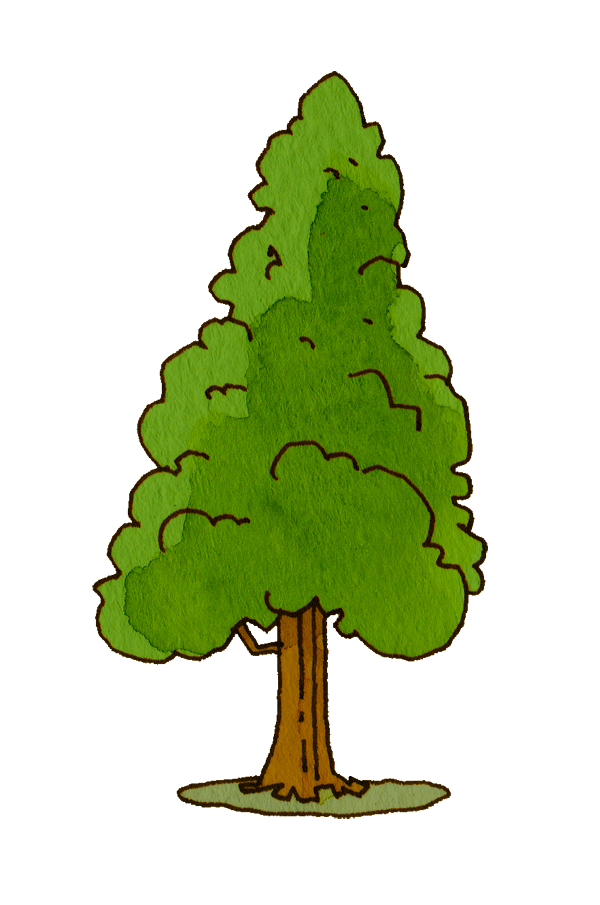 トップコレクション 杉 イラスト かわいいフリー素材集 いらすとや