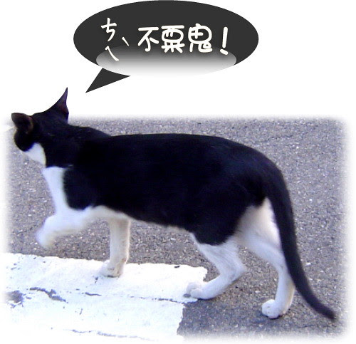 無限台南/街貓-黑白貓