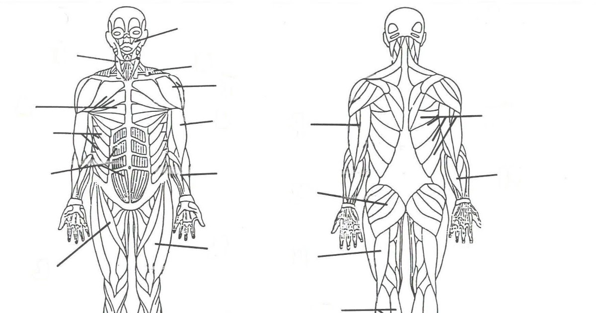 Labelled Muscular System Front And Back Dr Will Mccarthys Science