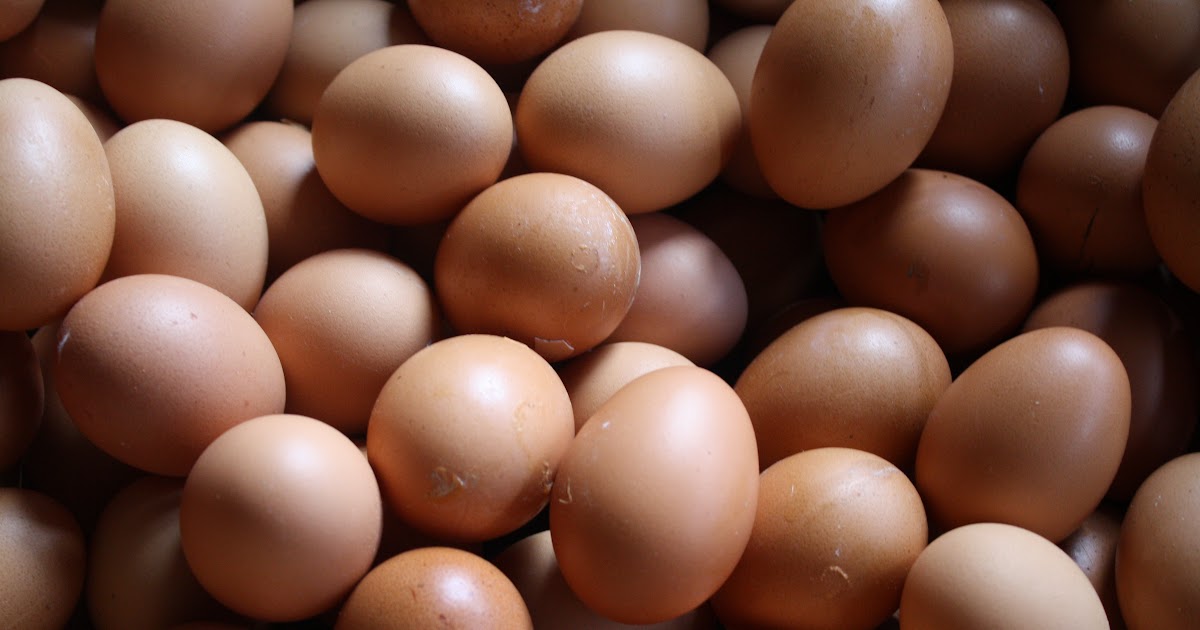 Sotong Gosong Analisa usaha agen telur untuk pemula