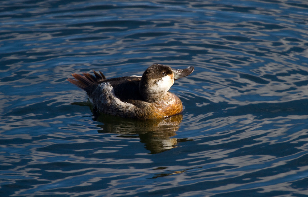 Ruddy Preening