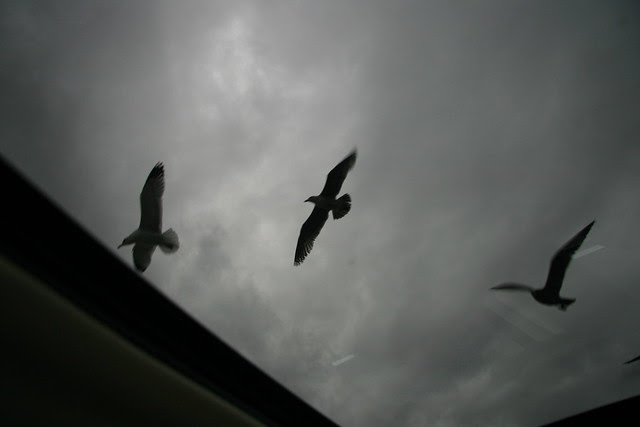 Seagulls in Malibu