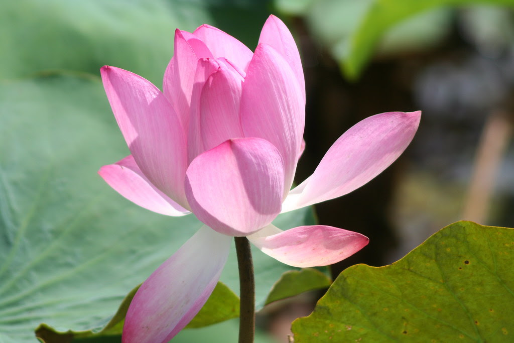 Lotus